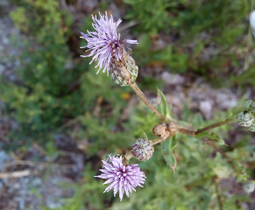 [The top of the stem branches into several sections and each has a bloom on it. The bloom has a lower section which is closed and bulb-like while the top is a near-spherical gathering of light purple string-like petals sticking in all directions.]